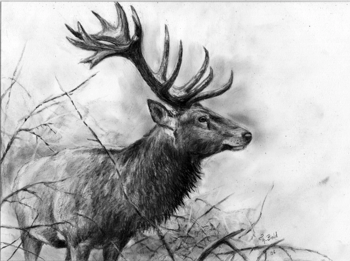 Jagdmaler Thomas Bold