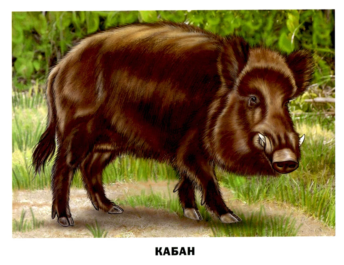 Кабан для детей