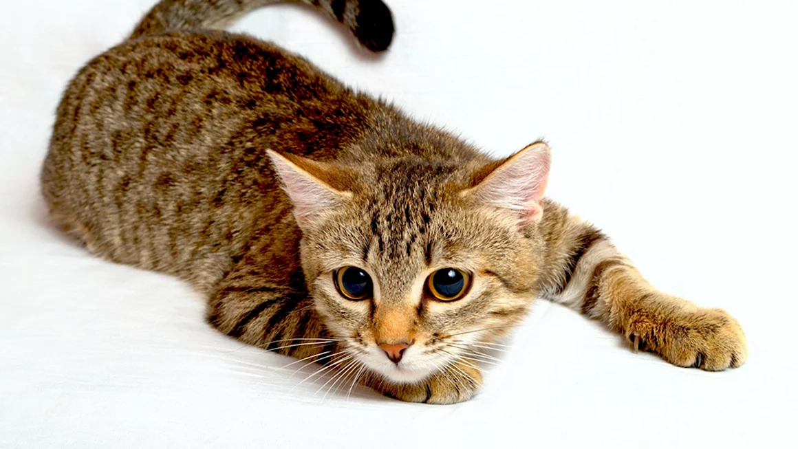 Калифорнийская сияющая кошка