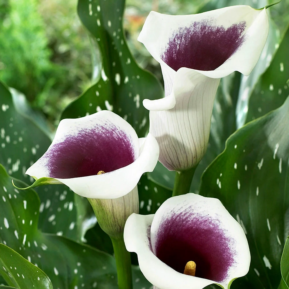 Калла Zantedeschia Пако