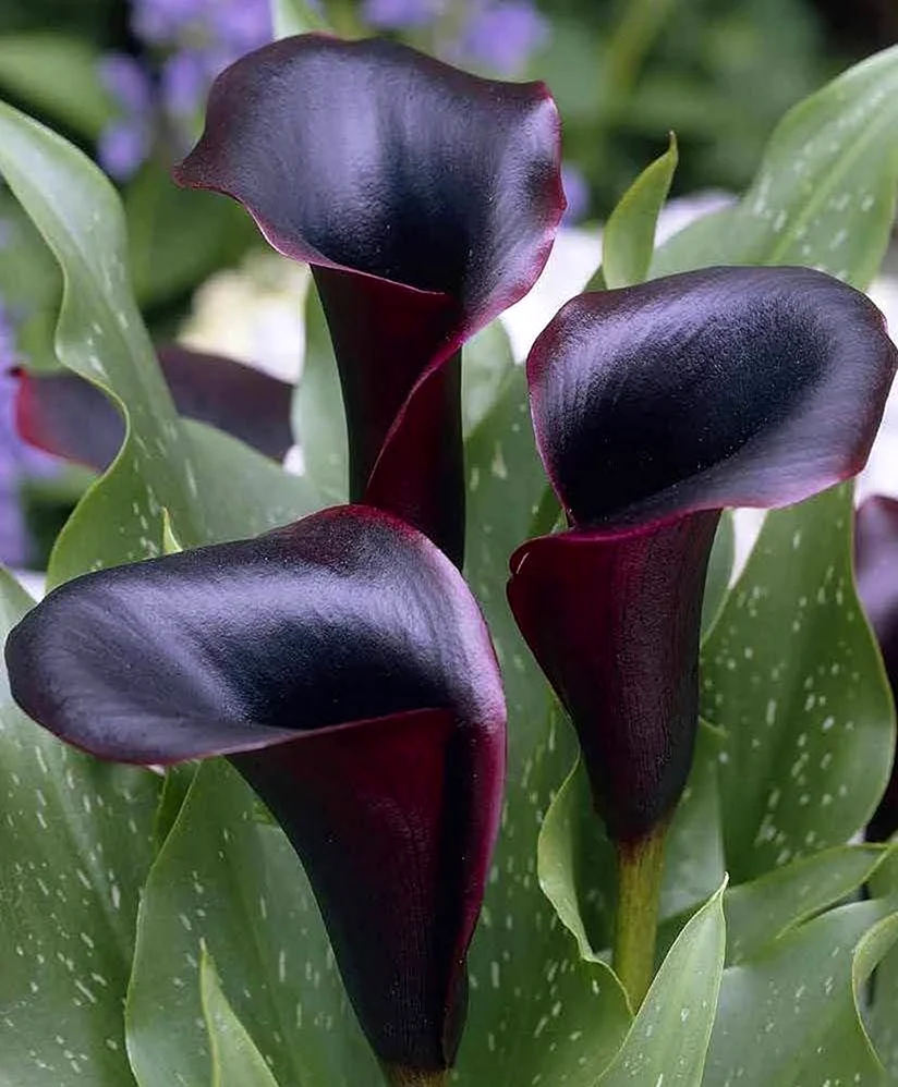 Калла Зантедеския Zantedeschia aethiopica