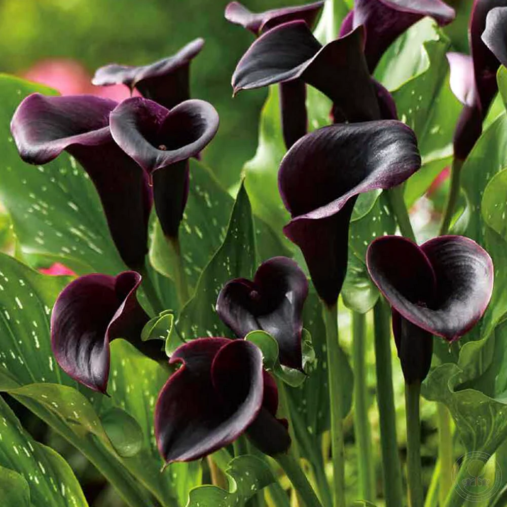 КаллаZantedeschia Calgary
