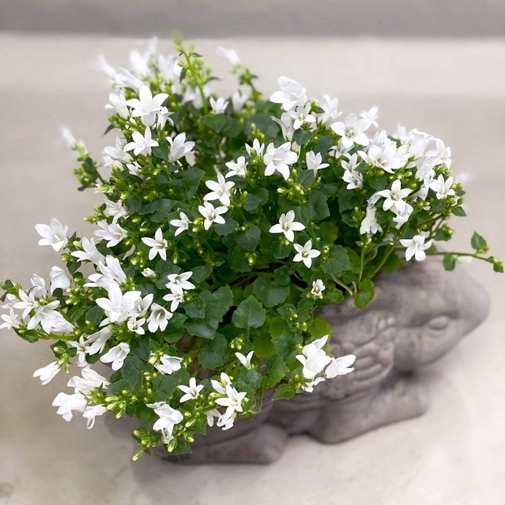 Кампанула ампельная