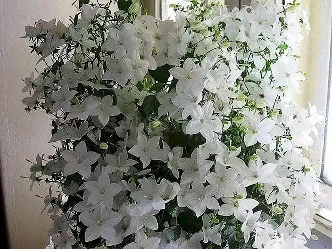 Кампанула Атланта белая