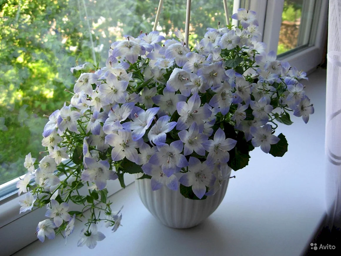 Кампанула жених и невеста