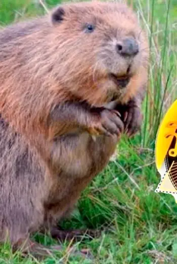 Канадский Бобр Castor canadensis