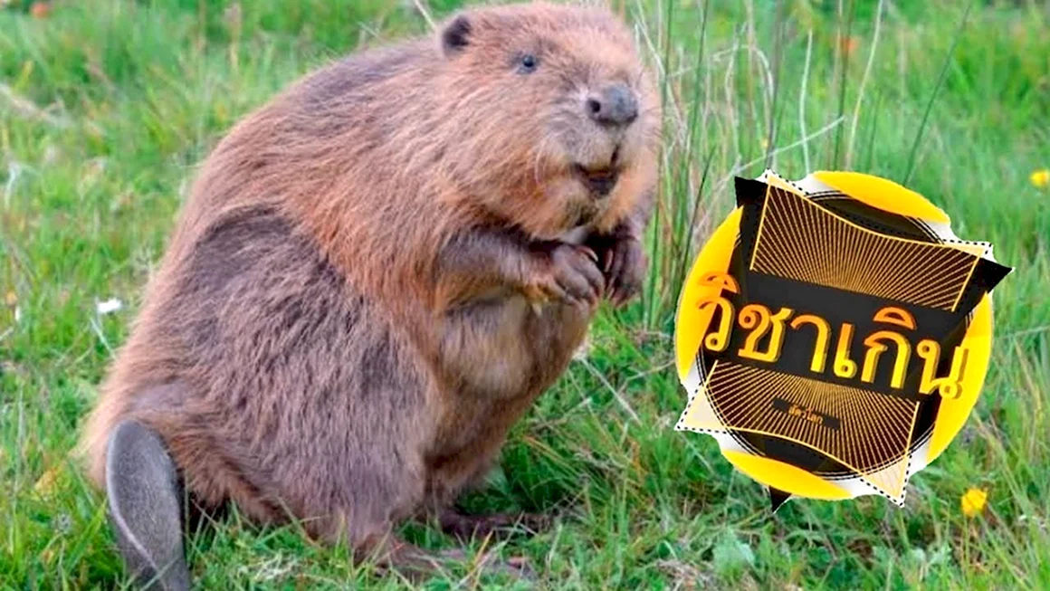 Канадский Бобр Castor canadensis