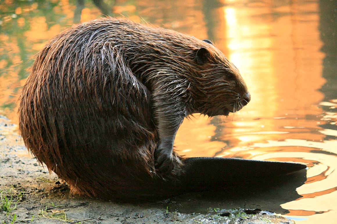 Канадский Бобр Castor canadensis