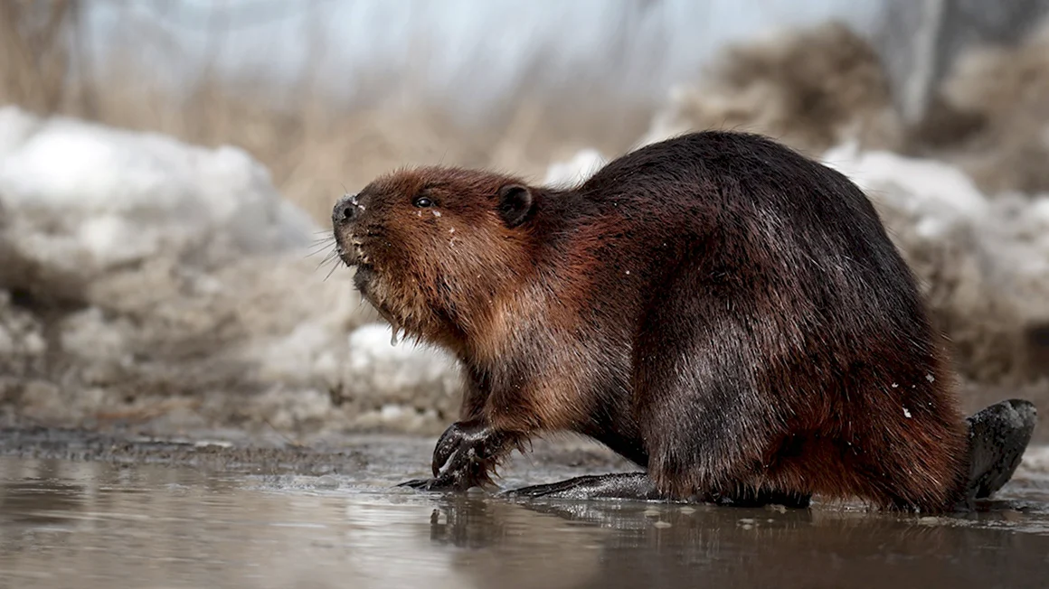 Канадский Бобр Castor canadensis