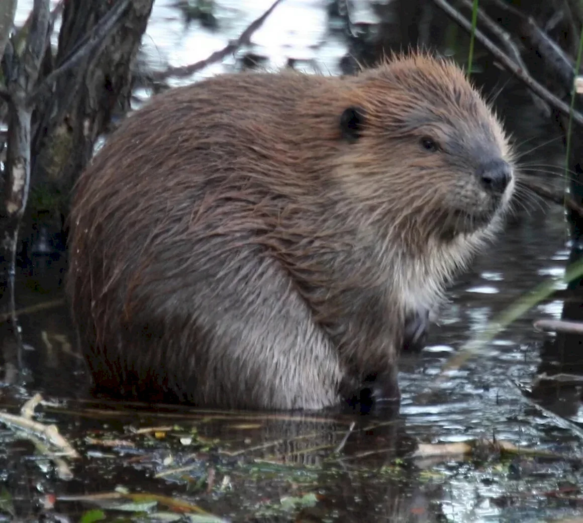 Канадский Бобр Castor canadensis