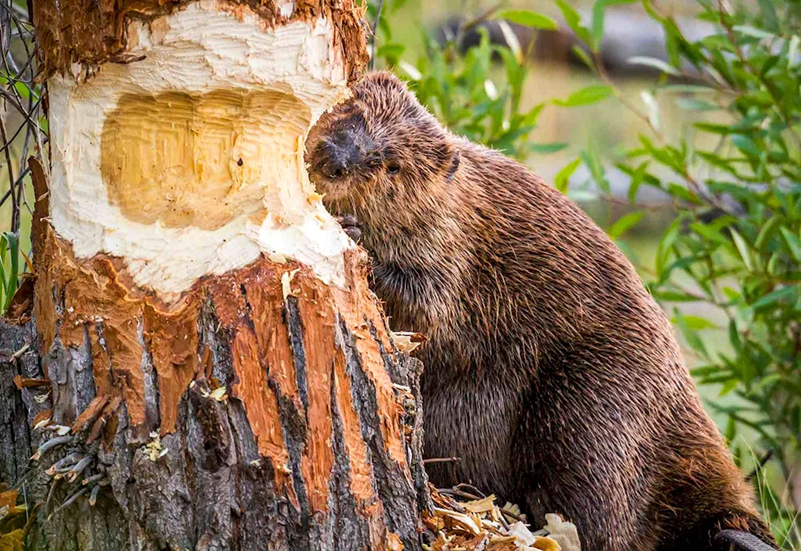 Канадский Бобр Castor canadensis