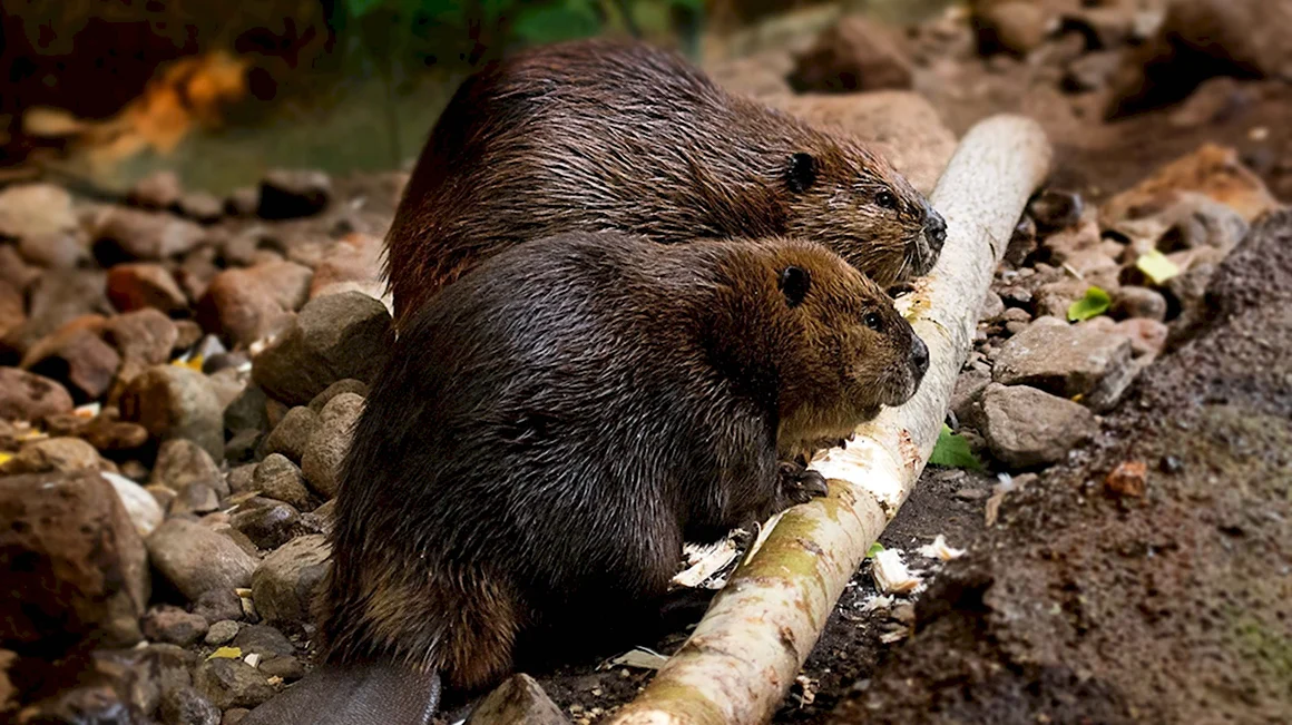 Канадский Бобр Castor canadensis