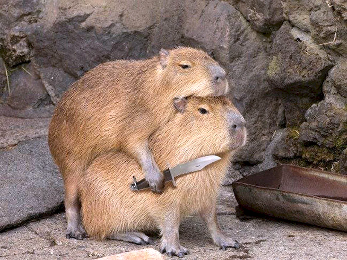 Капибара
