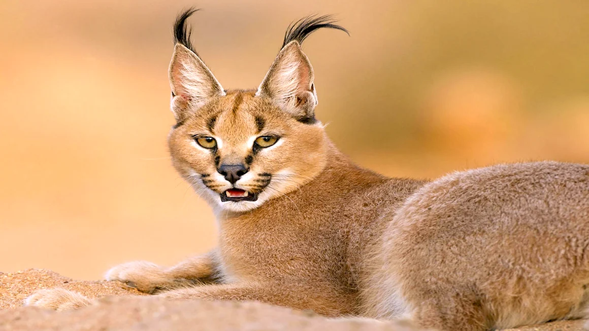 Каракал кошка