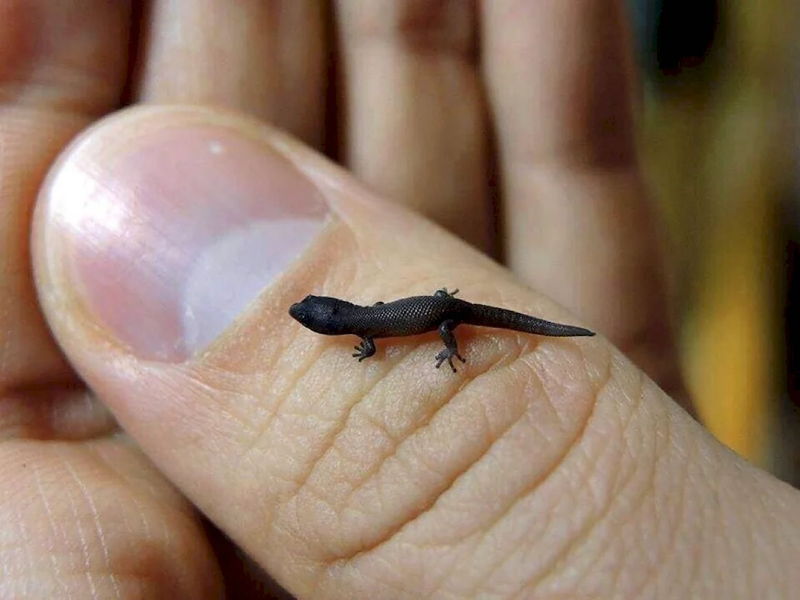 Карликовый геккон Sphaerodactylus ariasae
