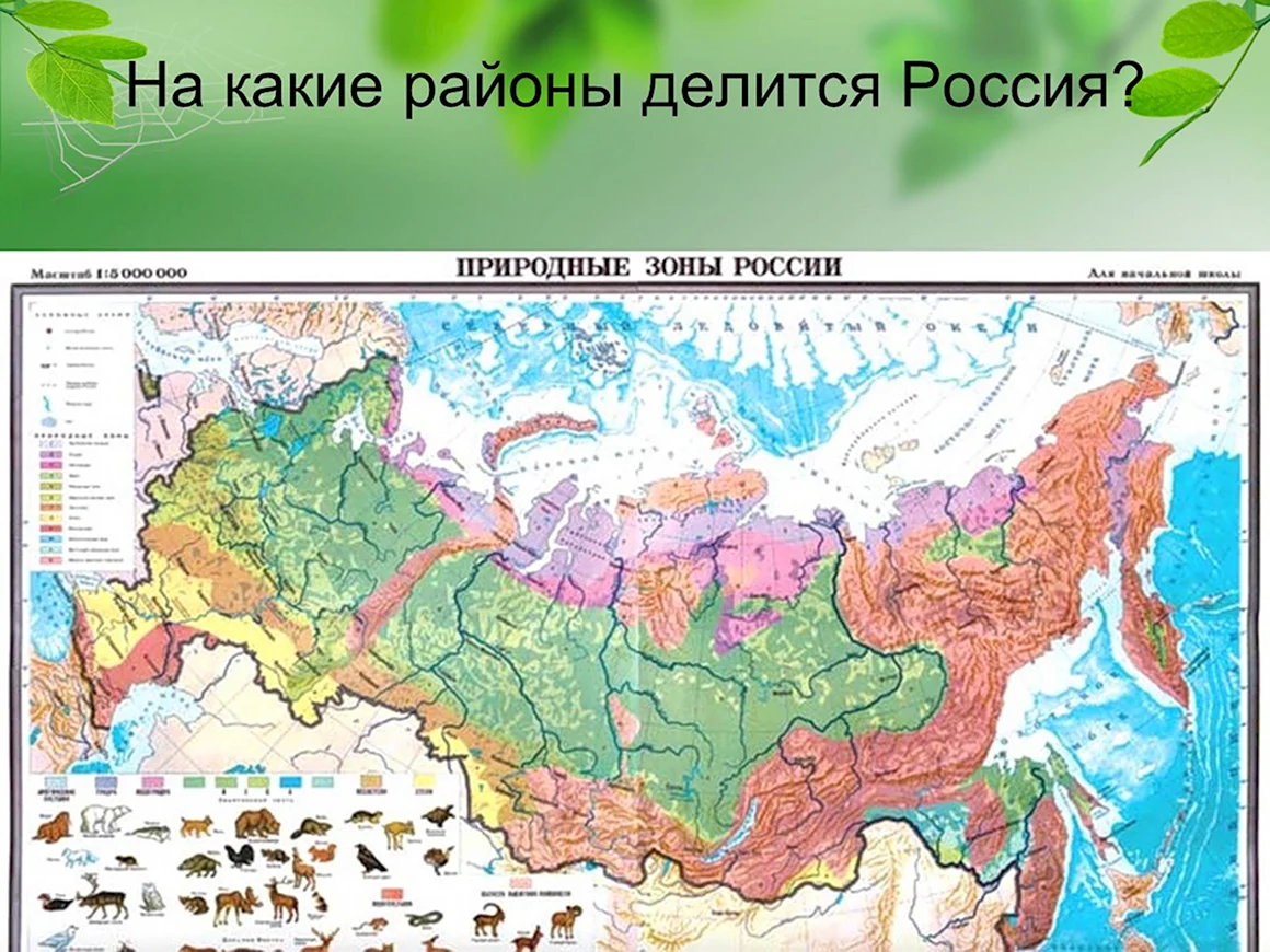 Карта России природные зоны России