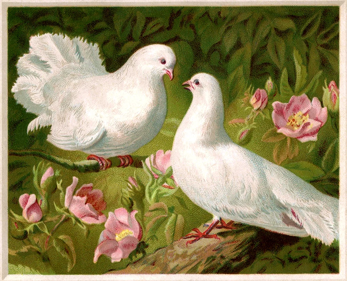 Картина голуби