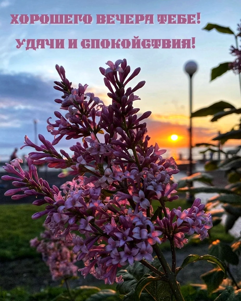 Картинка с надписью ищу с кем буду гулять вече весенними вечерами