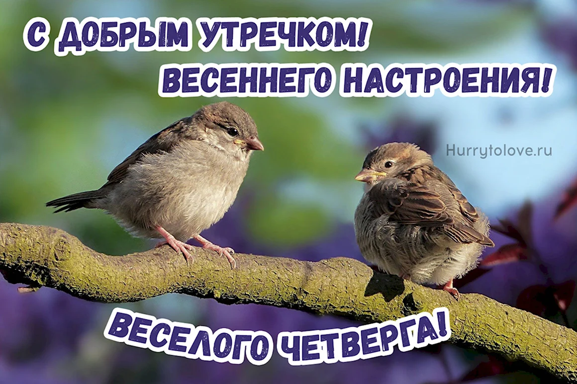 Картинки с добрым утром четверга весенние
