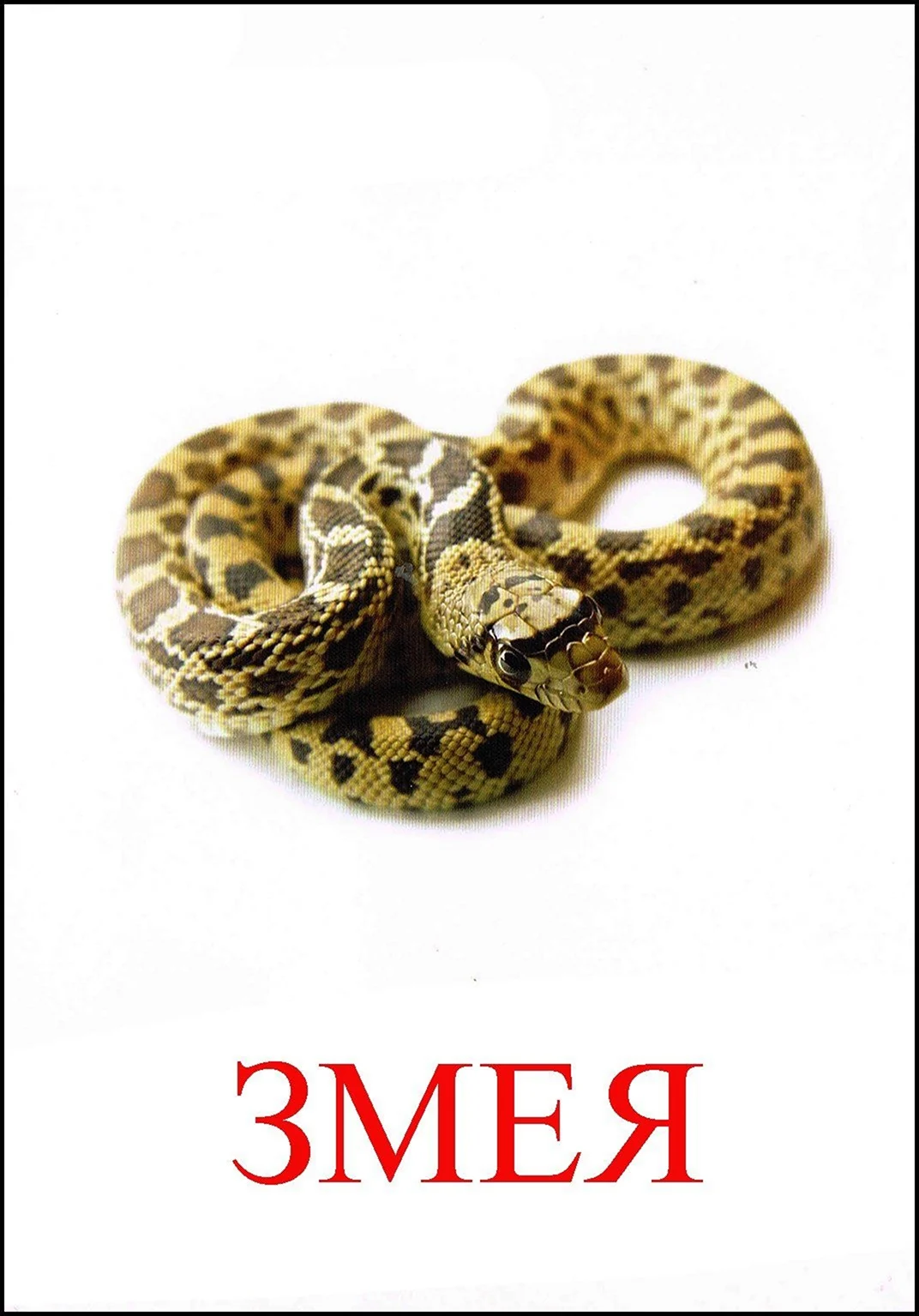 Карточка змея для детей