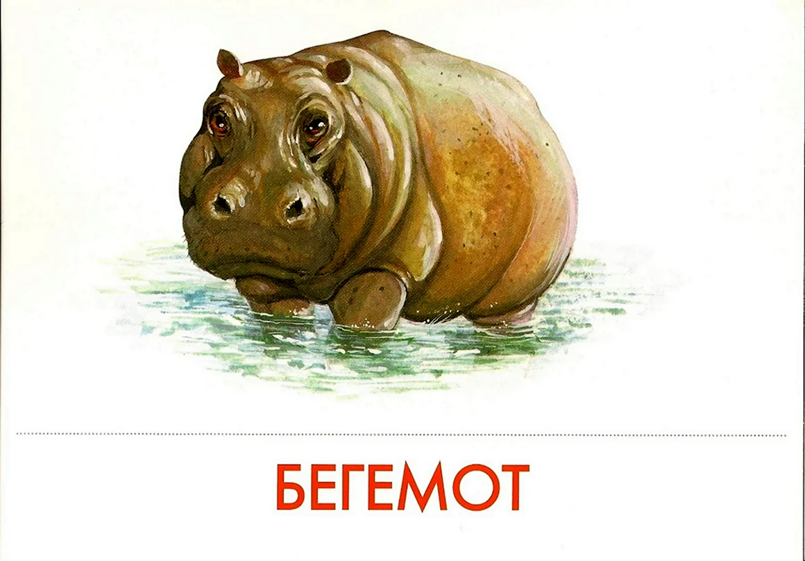 Карточки Бегемот