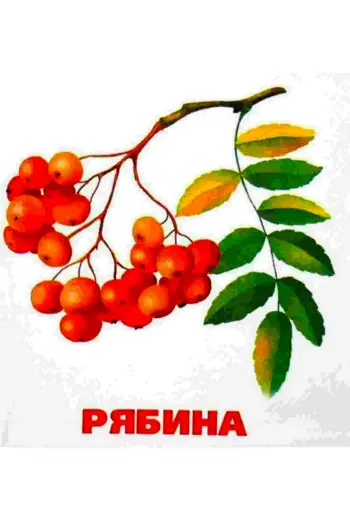 Карточки деревья рябина