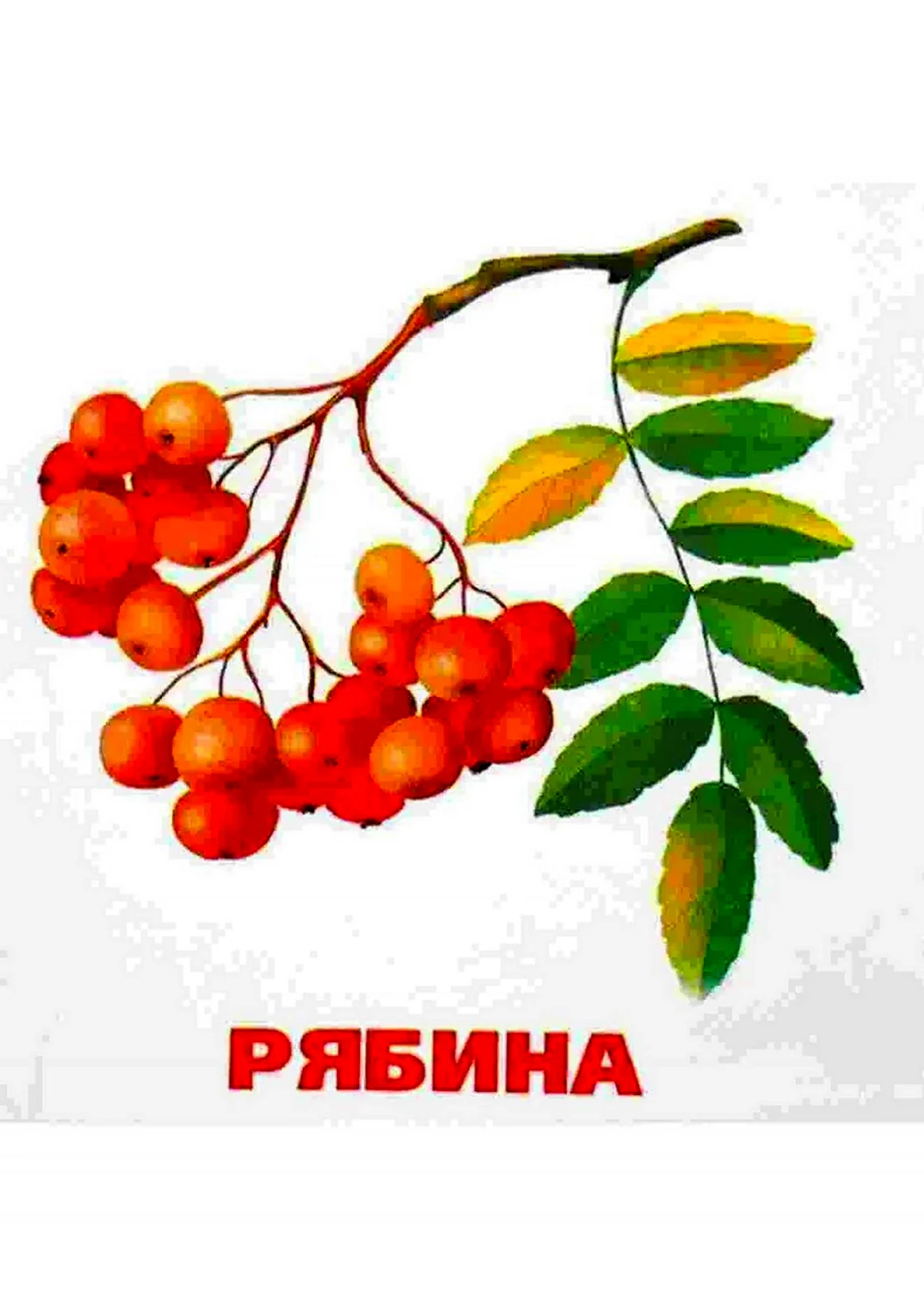 Карточки деревья рябина