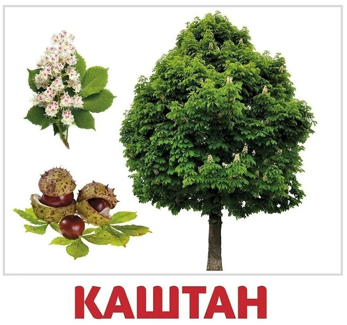 Карточки Домана деревья