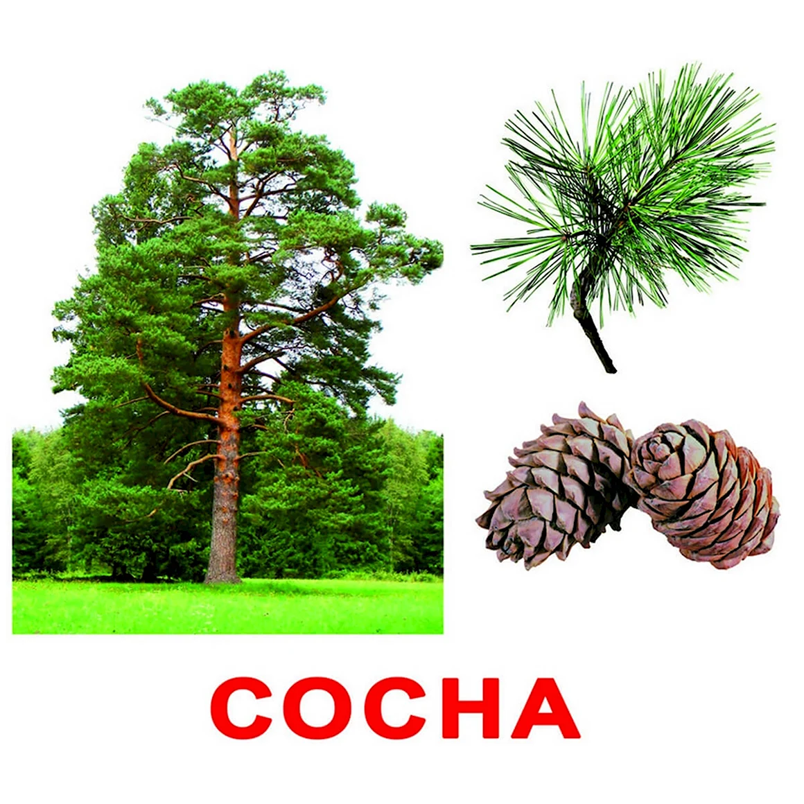 Карточки Домана деревья