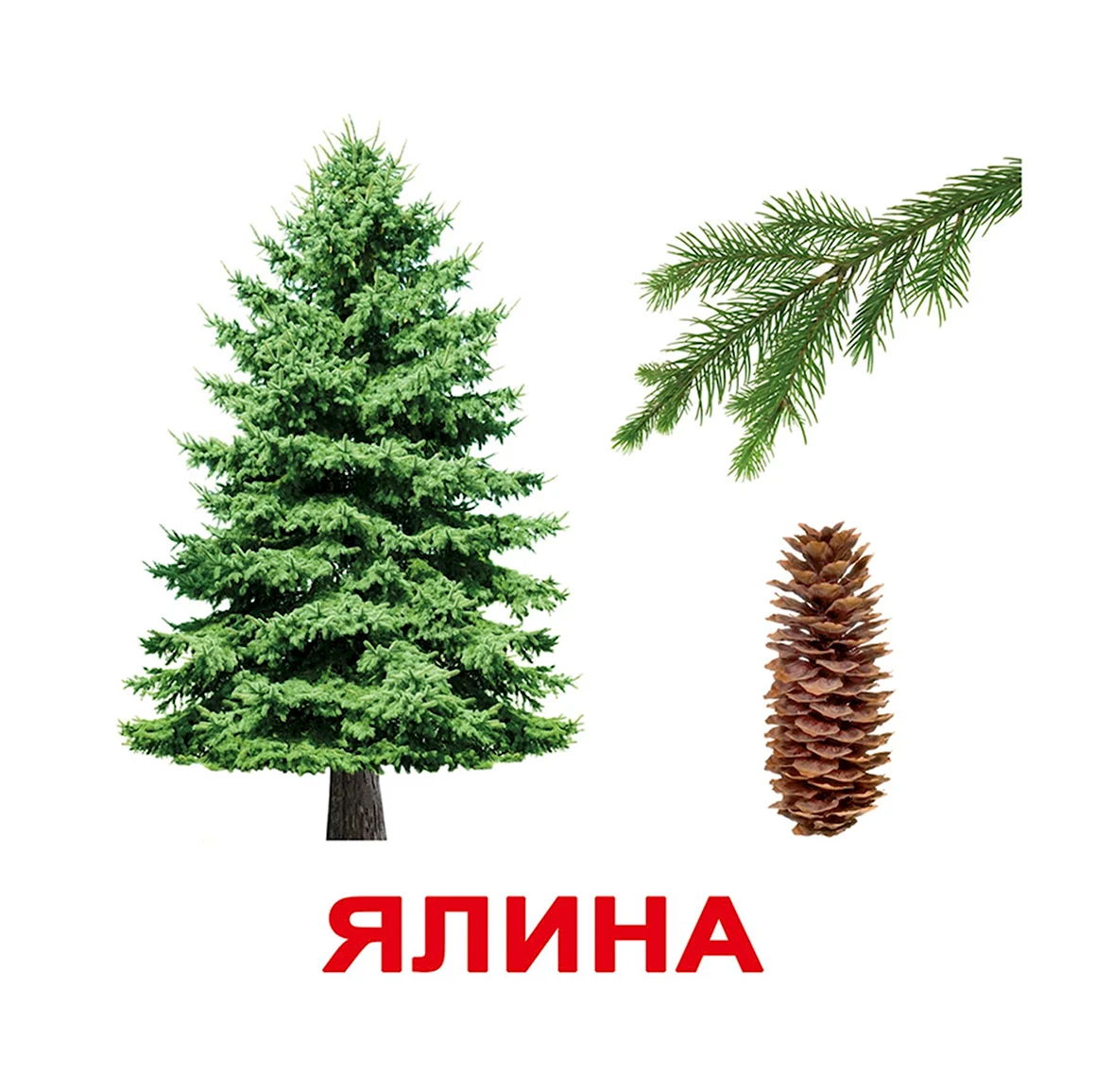 Карточки вундеркинд с пеленок деревья