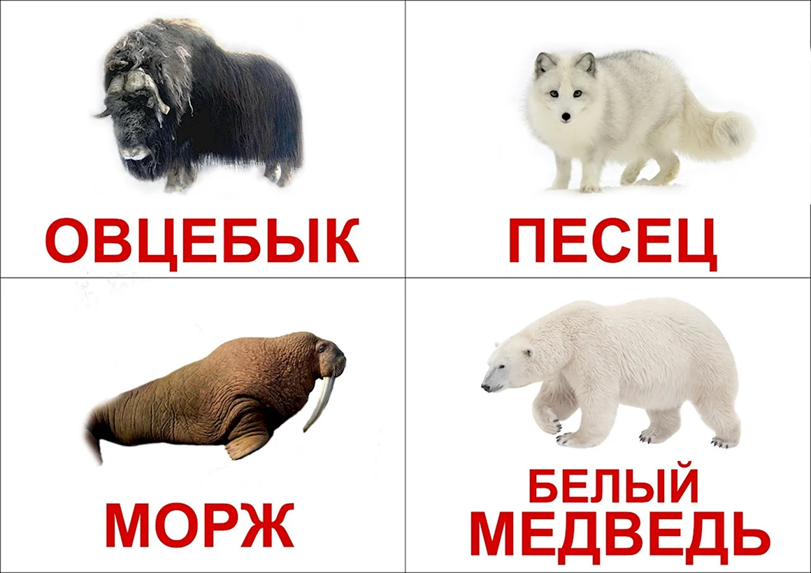 Карточки животные для детей