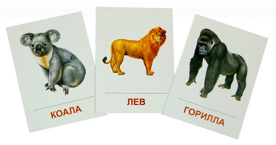 Карточки животных жарких стран