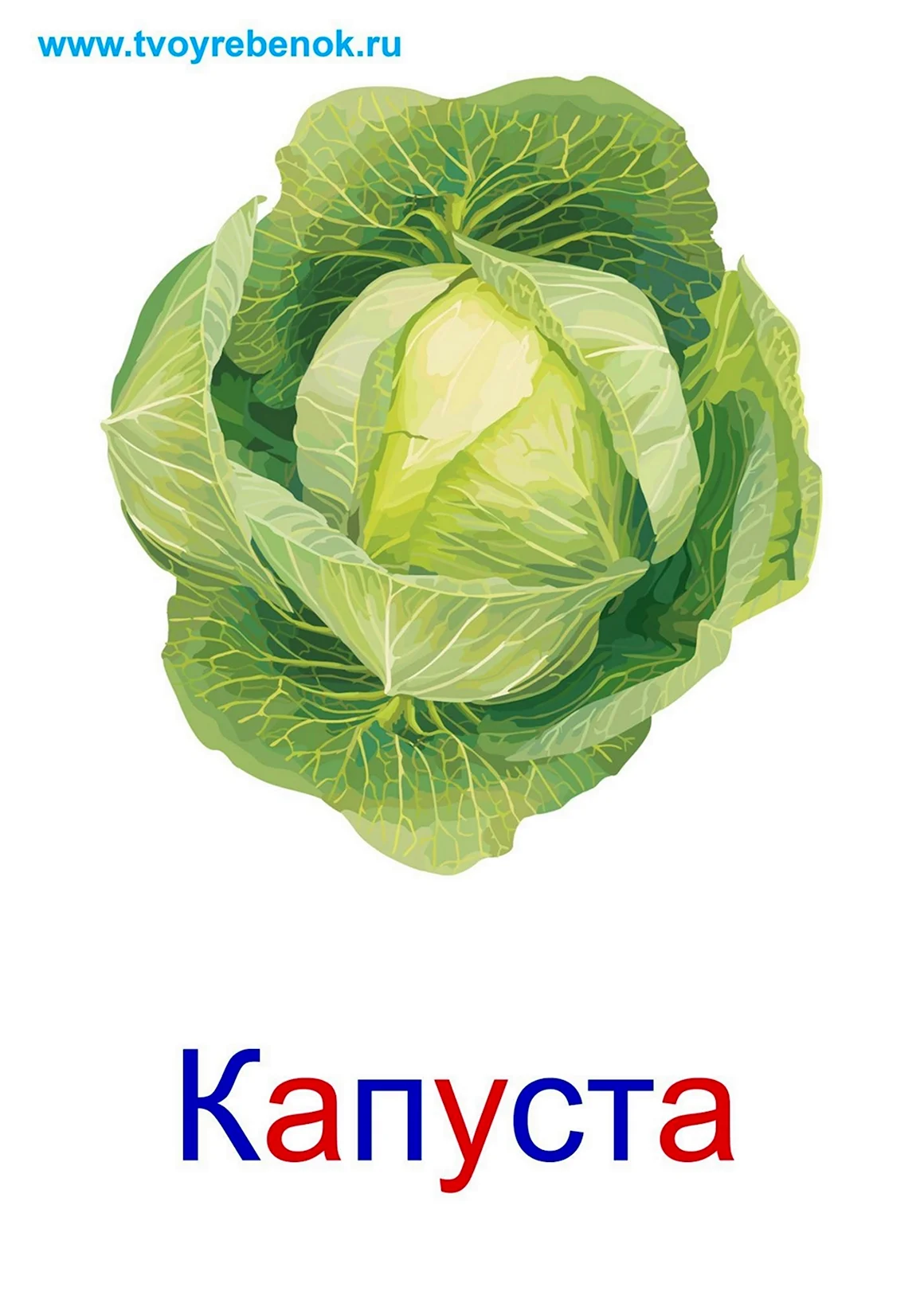Карточки. Овощи
