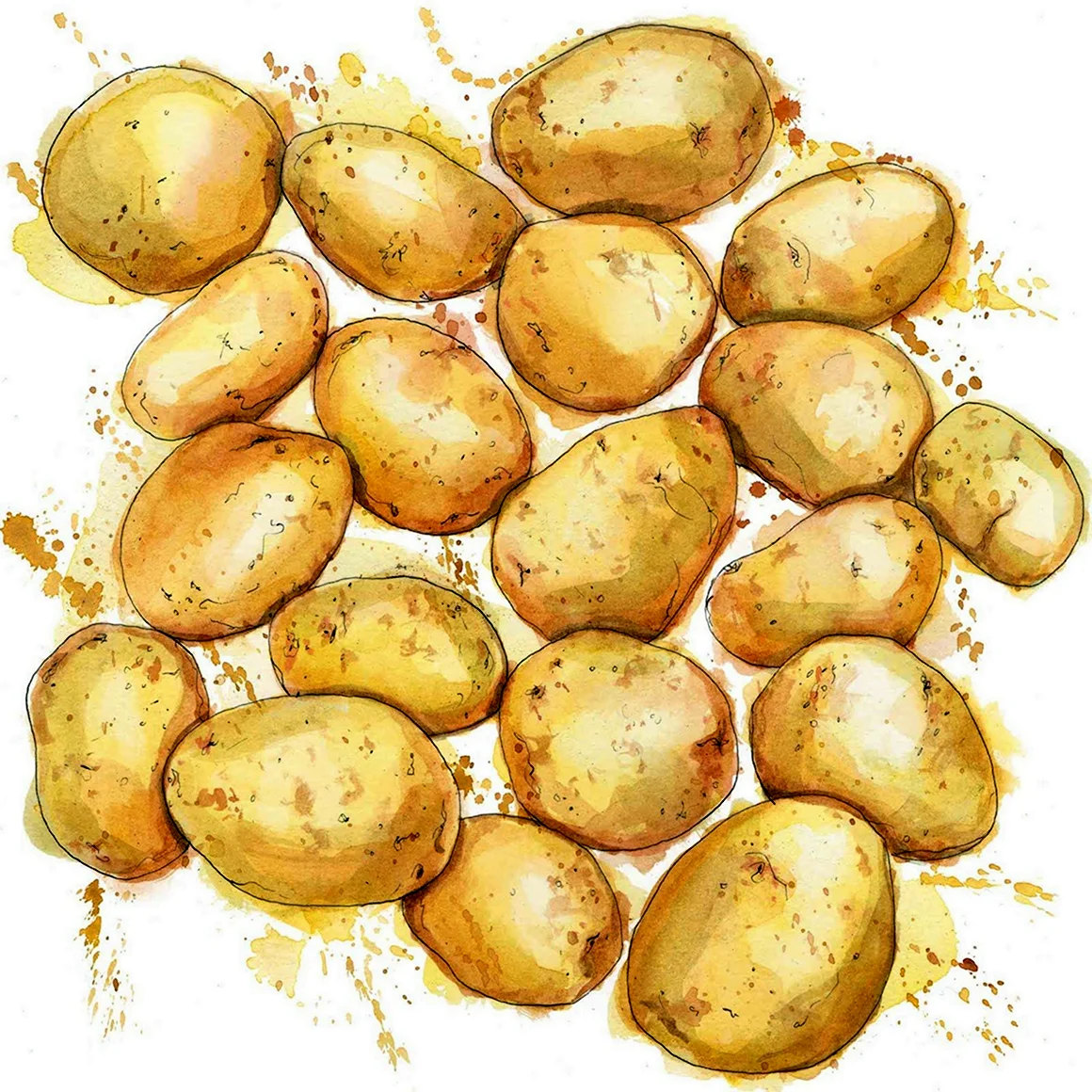 Картофель акварель