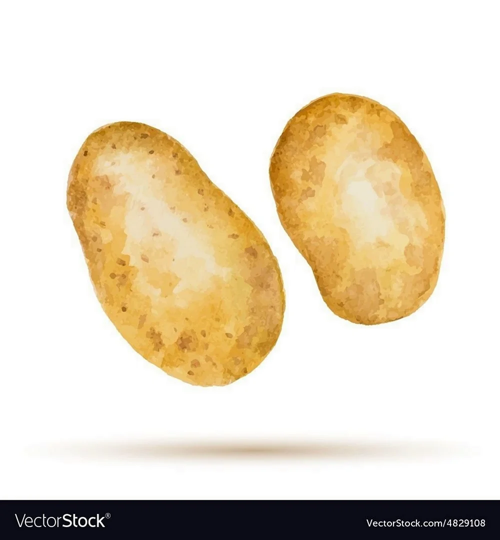 Картофель акварель