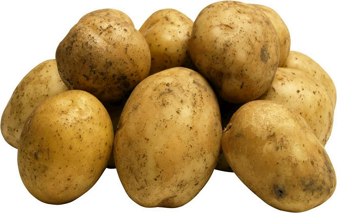Картофель Russet Burbank