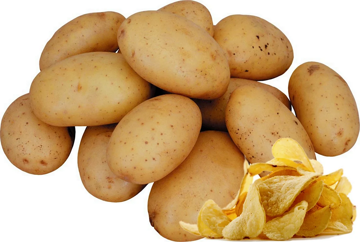 Картофель Russet Burbank