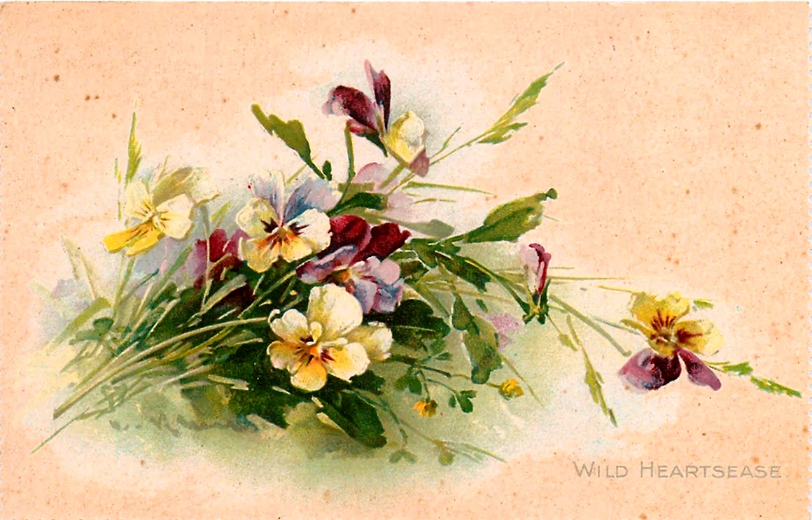 Катарина Кляйн