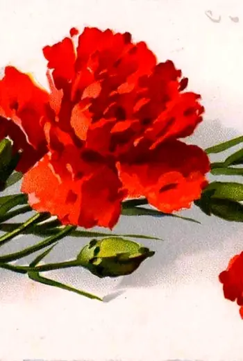 Катарина Кляйн гвоздики