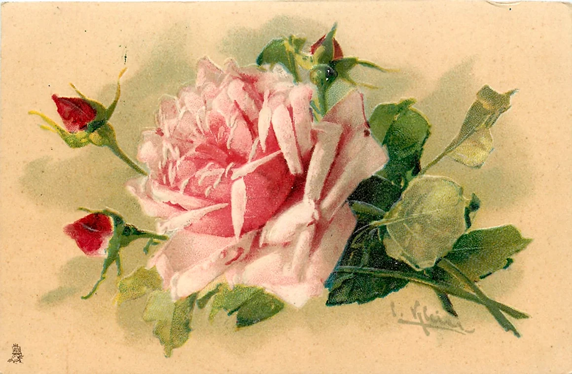 Катарина Кляйн пионы