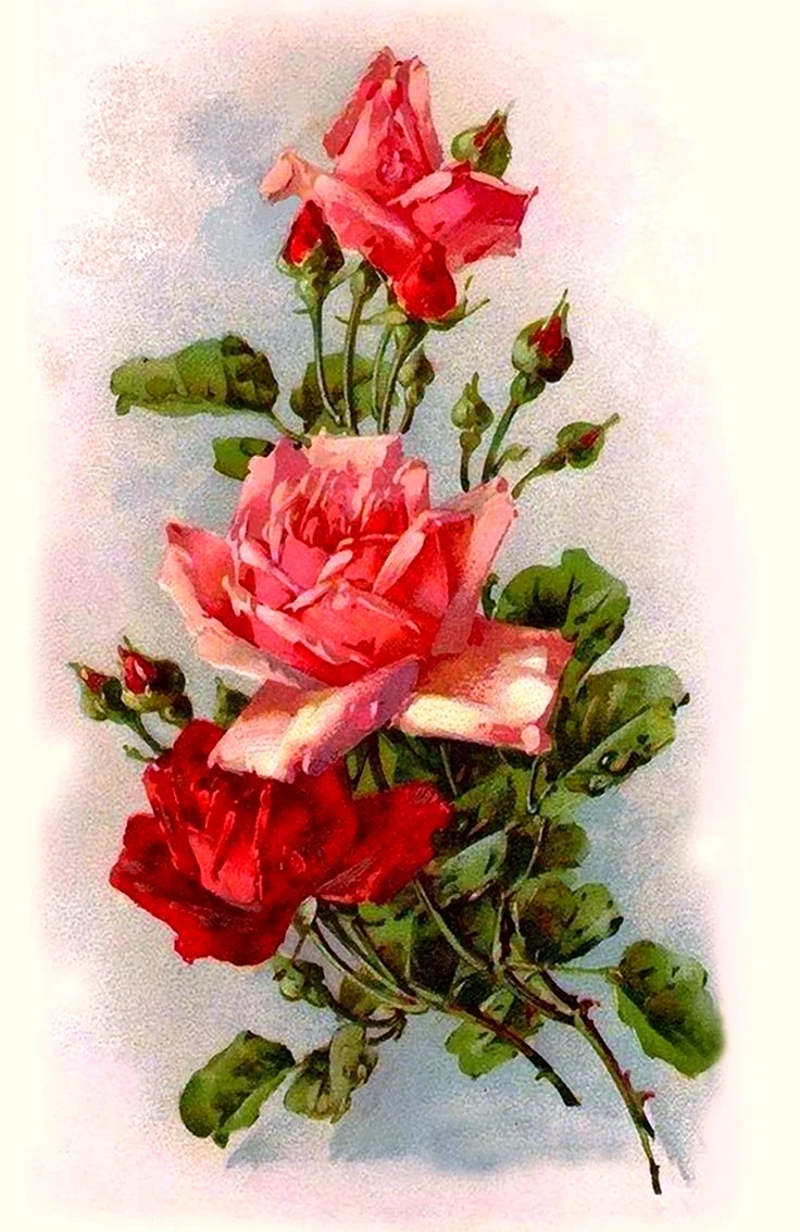 Катарина Кляйн пионы