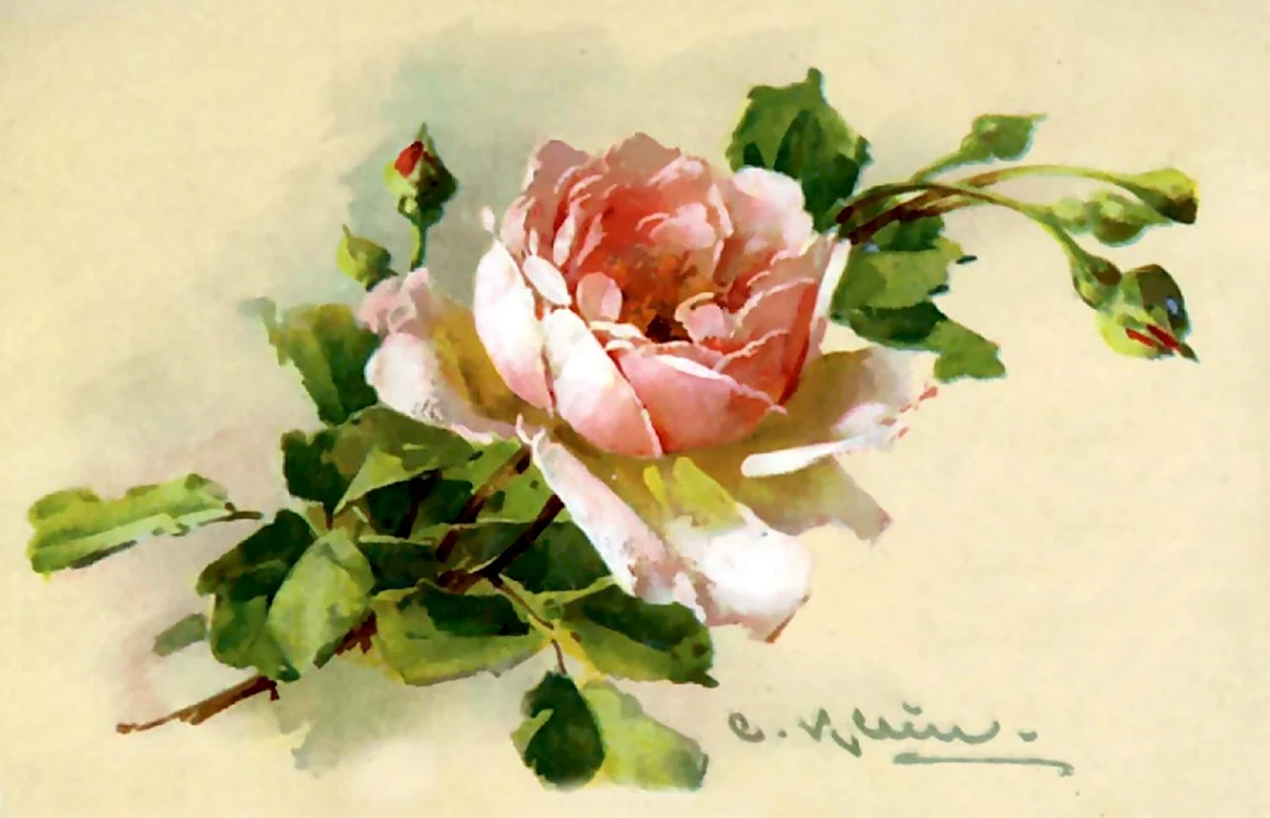 Катарина Кляйн розы
