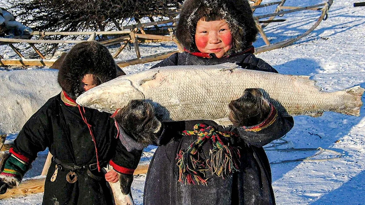 Ханты манси Коми селькупы ненцы