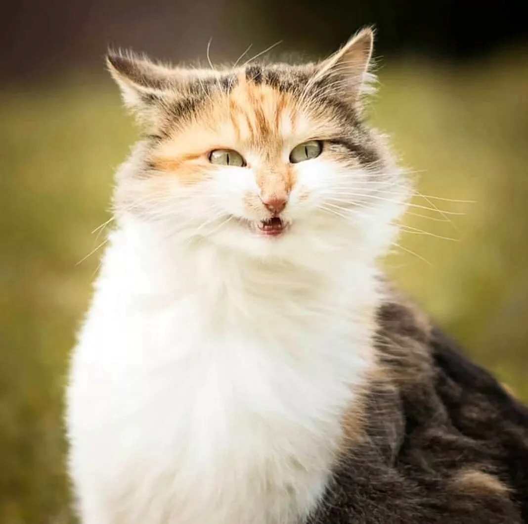 Хитрый кот