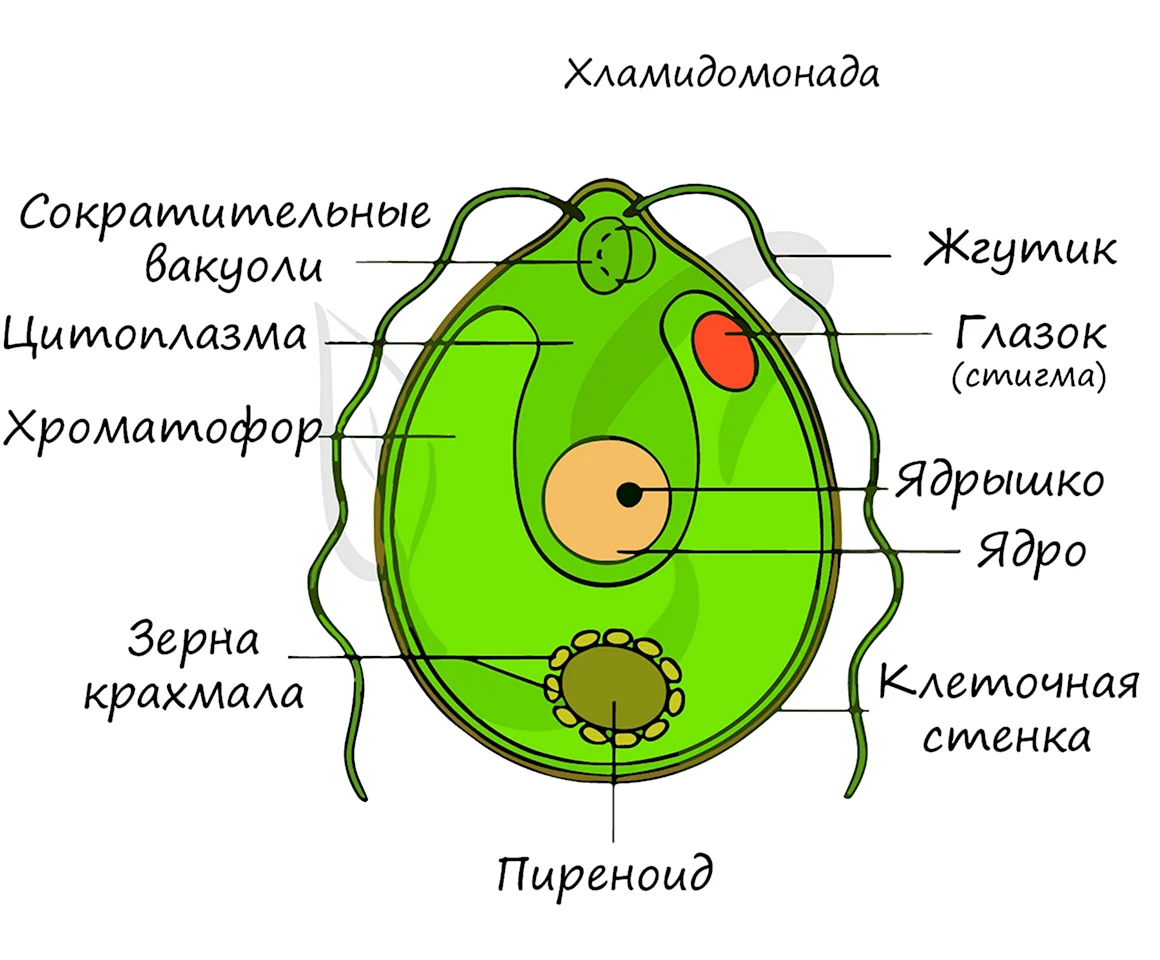 Хламидомонада и хлорелла