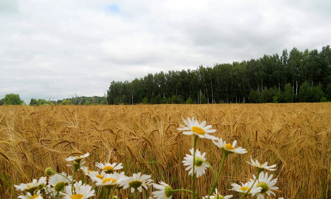 Хлебные поля Башкортостана