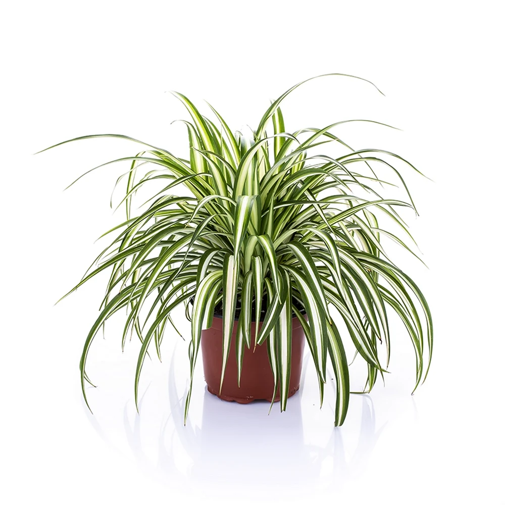 Хлорофитум хохлатый Chlorophytum comosum