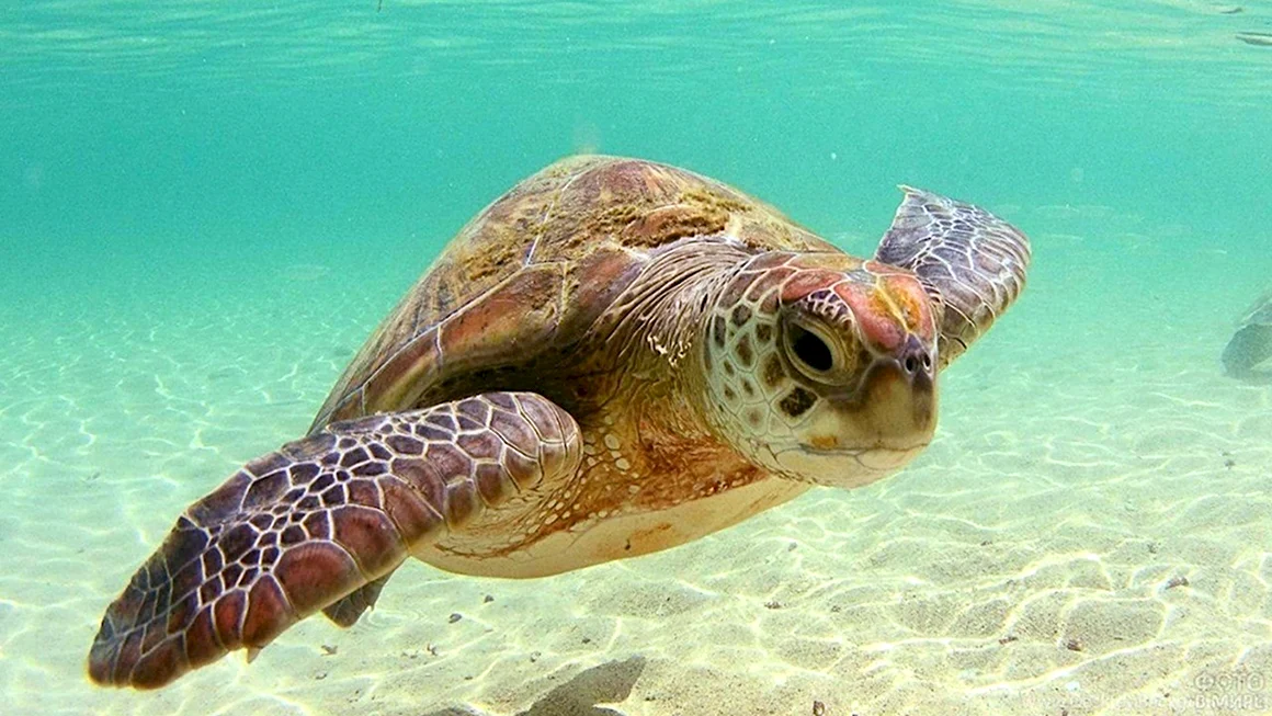 Хоксбильская морская черепаха
