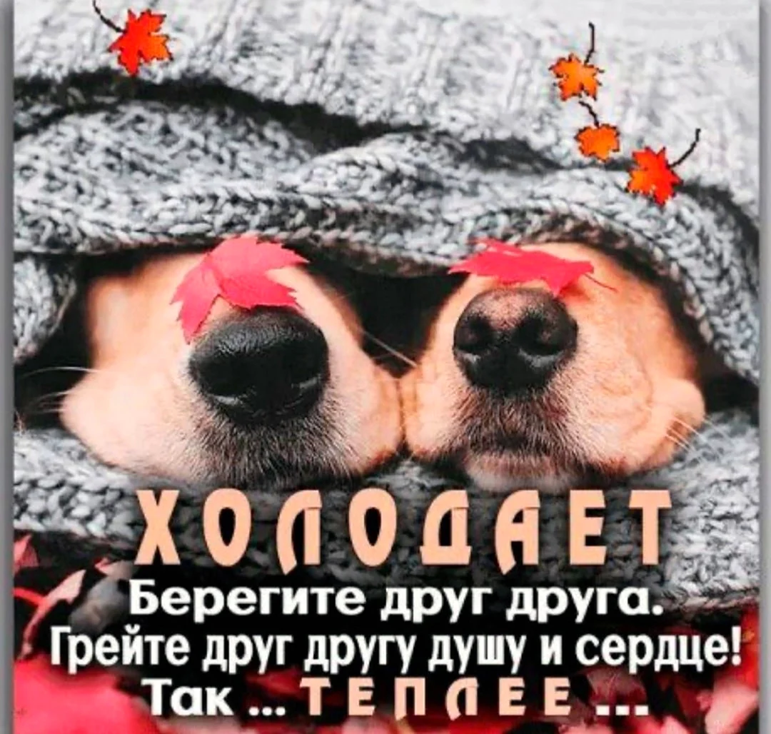 Холодает берегите друг друга