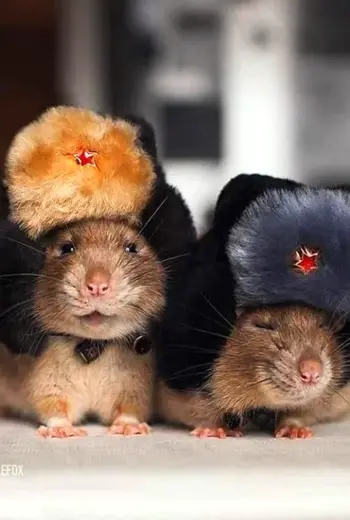 Хомяк и мышь